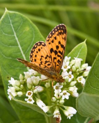 SilverBoarderedFritillary6R.jpg