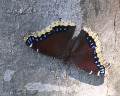 MourningCloak6.jpg