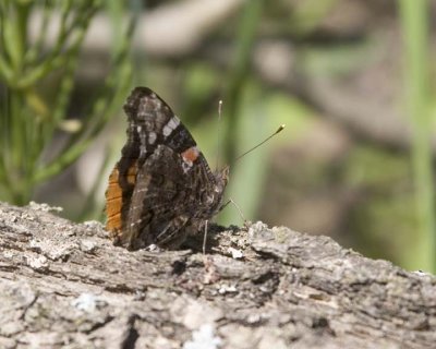 RedAdmiral10.jpg