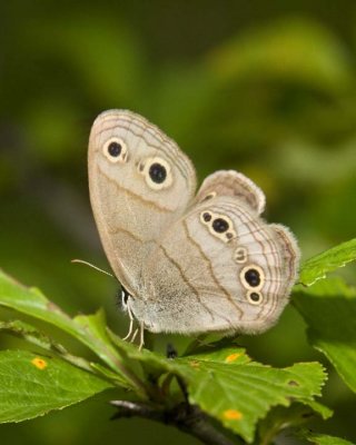 Eyespotted Butterflies