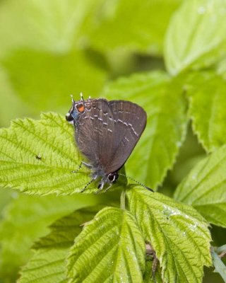 BandedHairstreak18.jpg