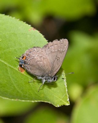 HickoryHairstreak3.jpg