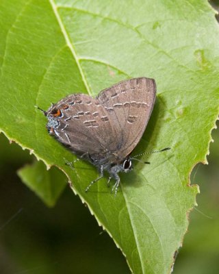 HickoryHairstreak4.jpg