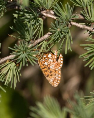 SilverBoarderedFritillary2.jpg