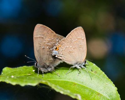 MatingHairstreaks1.jpg