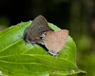 MatingHairstreaks2.jpg