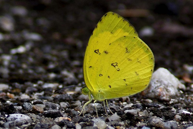 Common grass-yellow butterfly