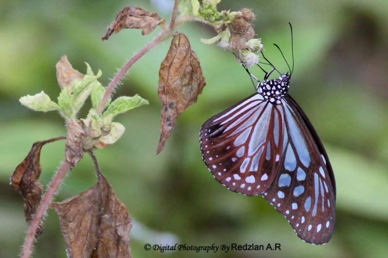 Butterfly Blue Glassy Tiger