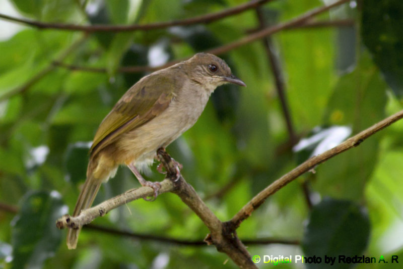 Bulbul