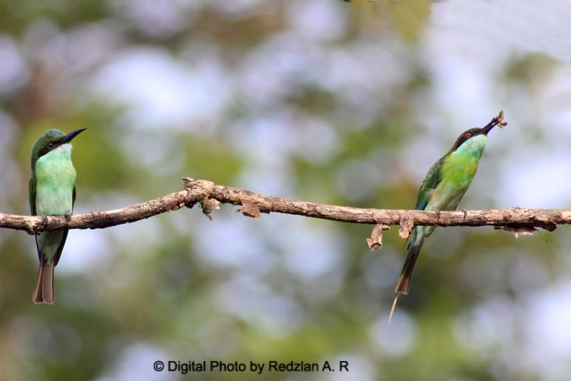 Bee-Eaters