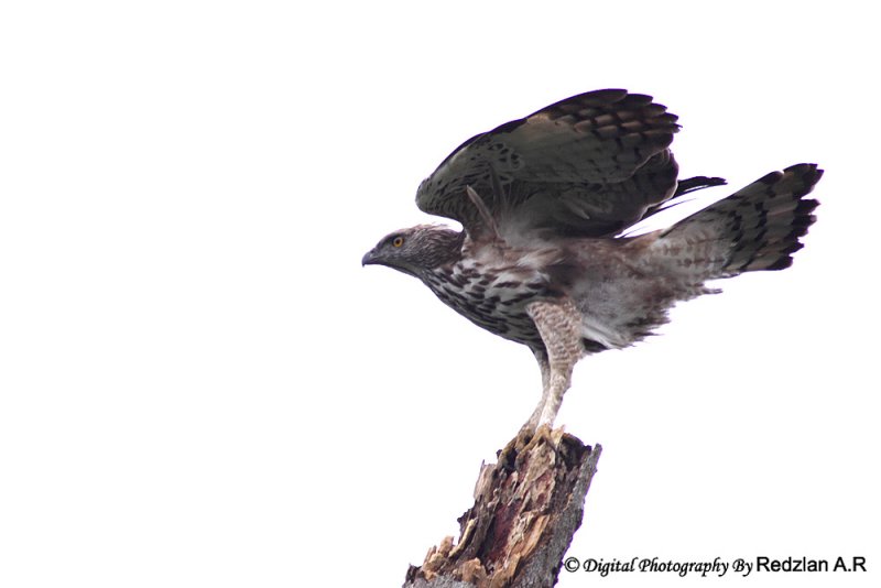 Changeable Hawk Eagle