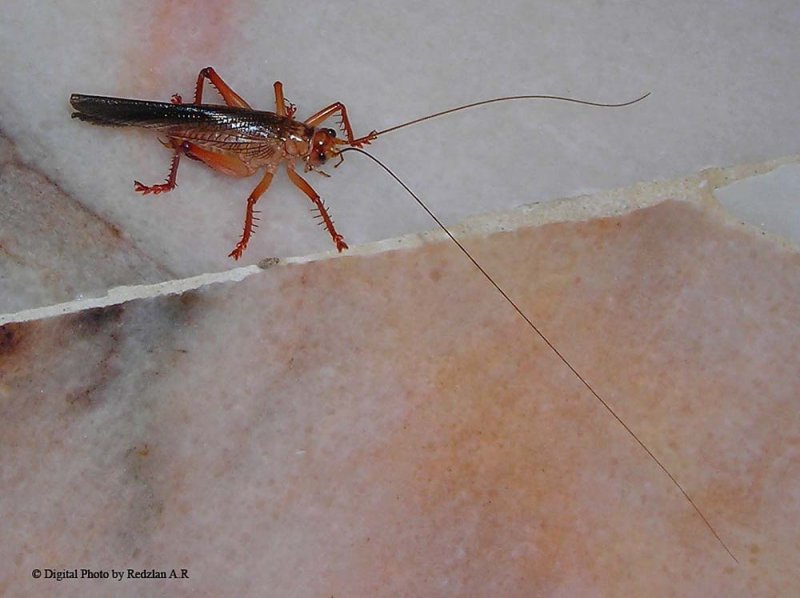 Bush-crickets