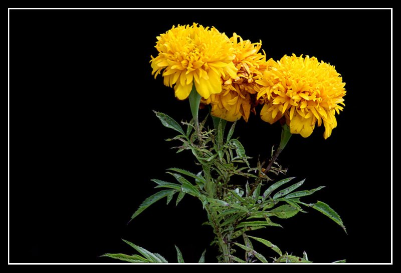 Yellow Flowers