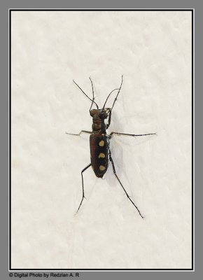 Spotted tiger beetle (Cicindela aurulenta)