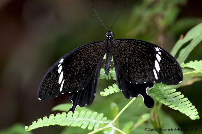 Black & White Helen (Papilio nephelus sunatus)