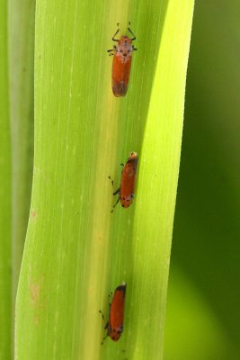 Common red leafhopper