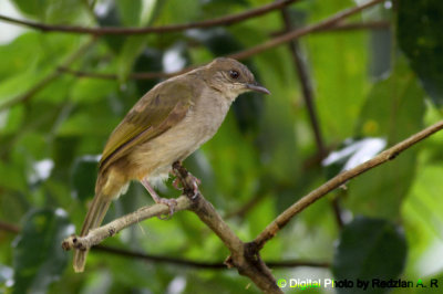 Bulbul