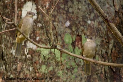 Olive-winged Bulbul (Pycnonotus plumosus)