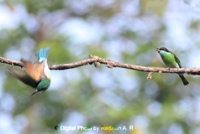 Blue-throated Bee-Eaters
