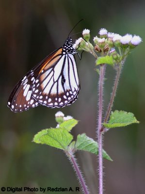 Butterfly and Wild Flowers