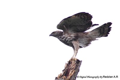 Changeable Hawk Eagle