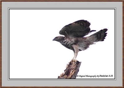 Changeable Hawk Eagle-Framed