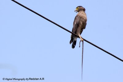 Eagle with Catch