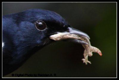 Magpie with Lizard