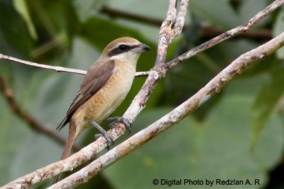 Brown Shrike