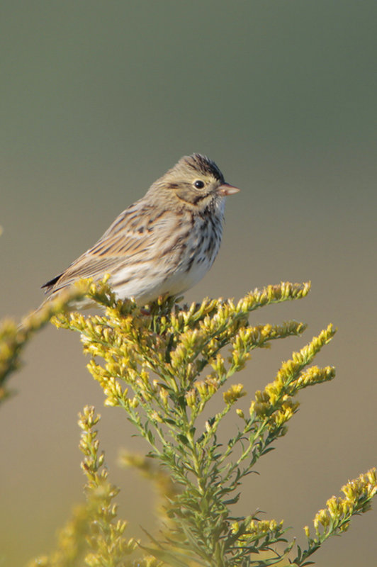 Savannah Sparrow