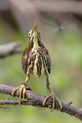 Green Heron hunting dragonflies