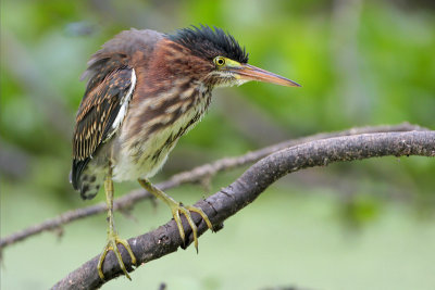 Green Heron