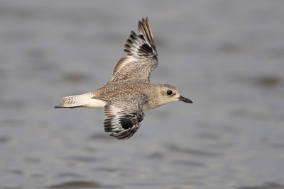 Black-bellied Plover