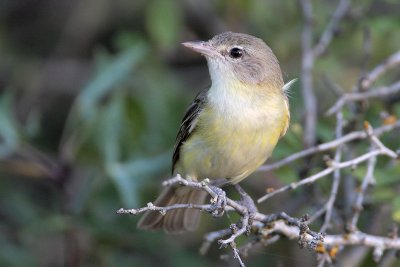 Bell's Vireo