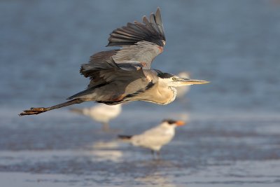 Great Blue Heron