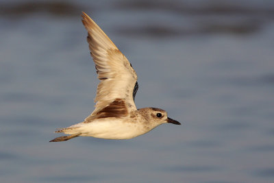 Black-bellied Plover