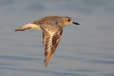 Black-bellied Plover