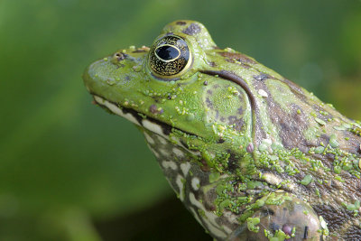 Bullfrog