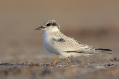 Least Tern