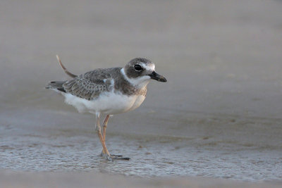 Wilson's Plover