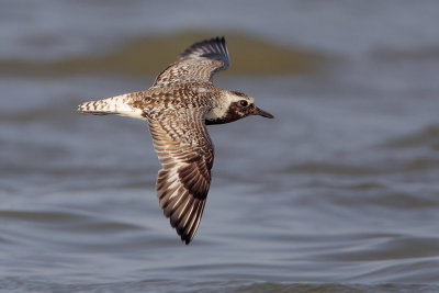 Black-bellied Plover