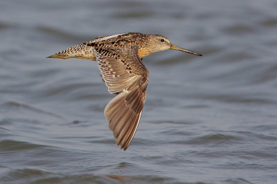 Short-billed Dowitcher