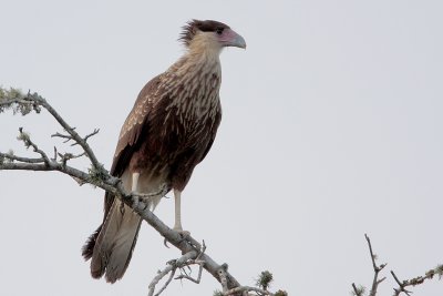 Crested Caracara