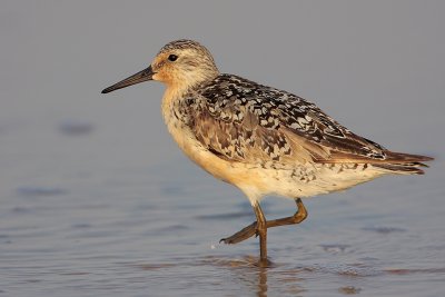 Red Knot