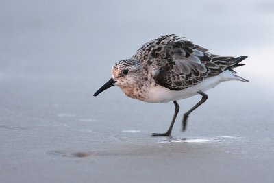 Sanderling