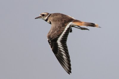 Killdeer