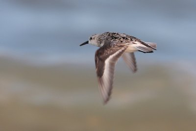 Sanderling