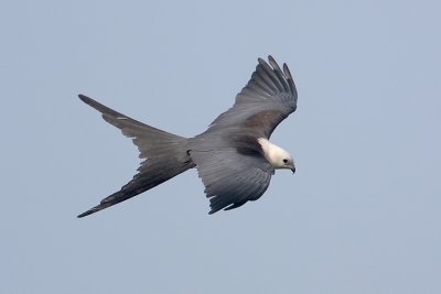 Swallow-tailed Kite