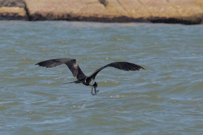 Magnificent Frigatebird