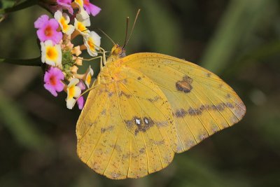 Large Orange Sulphur